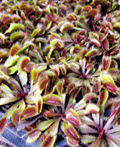 2" Carnivorous Venus Flytrap Red
